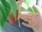 Les haricots verts bientot dans mon assiette