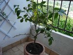 Citronnier.JPG