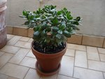 Crassulaovata.JPG