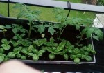 Mes tomates cerise et basilic grand vert, bien grandis hein?
