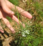 IMG_2778_comp.jpg