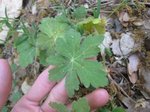 8) avec une racine très courte en pointe ; parait être un Geranium macrorrhizum