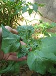 7) pousse spontanée du compost qui ne sent rien