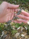 6) peut être Epipactis