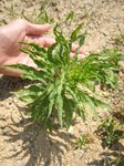 5) Conyza : Vergerette de Sumatra (Conyza sumatrensis) sous réserve de vérification