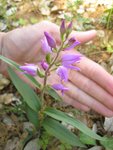 3) cette sorte de gentiane pneumonanthe serait plutôt un Cephalanthera rubra