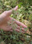 2) cette très jolie petite plante est un Trifolium stellatum