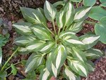 hosta undulata variegata