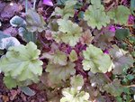 heuchera &quot;amber waves&quot;