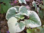 brunnera variegata