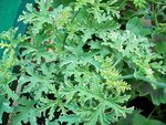 pelargonium lady plymouth