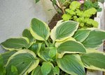 hosta aureomarginata et heuchera key lime pie