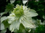 Une variété blanche