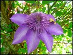 Une variété violette