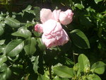 IMGP3853.JPG
