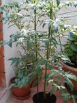 tomate jaune.JPG