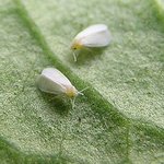 aleurodes.jpg