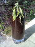 BouturageTomate-Jplus10.jpg