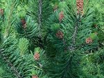 pinus mugo mughus.jpg