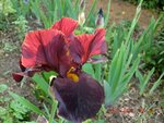 2011-05-19 Bd milieu X.jpg