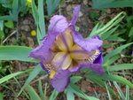 2011-05-19 Bd après abelia X.jpg