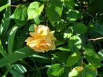 2011-05-11 Amber Queen X.jpg