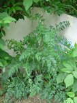 Plante_1 001_rs.jpg