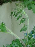 Plante_1 002_rs.jpg