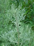Plante_2_rs.jpg