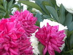 DSCN2282.JPG