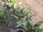 DSCN2292.JPG
