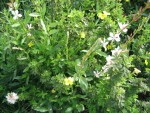 le gaura vient embrasser les potentilles...