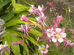 DSCN2303.JPG