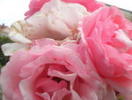 DSCN2311.JPG