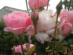 DSCN2312.JPG
