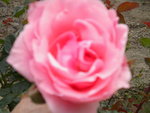 DSCN2313.JPG