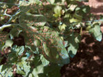 tomates-001.jpg