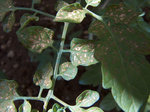 tomates-002.jpg