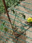 tomates05.jpg