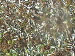 photo de l'herbe