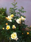 Voici mon rosier,
