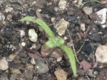 papaver.jpg