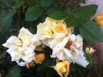 Ici alors vous voyez plusieurs roses sur la même tige, peut être trop?
