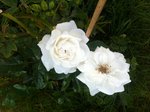 et ça c'est mon rosier blanc, je ne sais pas ce que c'est mais lui a de belles roses groupé par 2