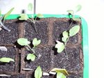 110520_brocoli.jpg