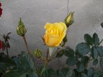 110520_rose_jaune.jpg
