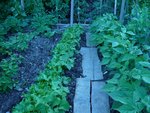 haricots pomme de terre  tomates et pois gourmands.jpg