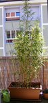 DSCF8800.JPG
