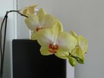 ORCHID.JPG