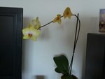 ORCHID2.JPG